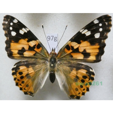 Vanessa cardui (Linnaeus, 1758) Rusałka osetnik Poland97g